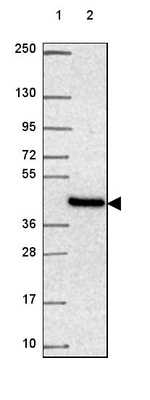 NIPA2 Antibody in Western Blot (WB)