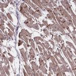 C15orf65 Antibody in Immunohistochemistry (Paraffin) (IHC (P))