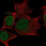 C15orf65 Polyclonal Antibody