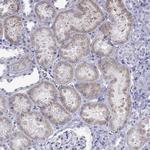 UMODL1 Antibody in Immunohistochemistry (Paraffin) (IHC (P))