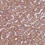 WDR21C Polyclonal Antibody