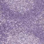 SAMD5 Antibody in Immunohistochemistry (Paraffin) (IHC (P))