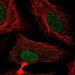 FAM50B Polyclonal Antibody