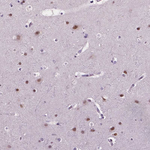 FAM50B Antibody in Immunohistochemistry (Paraffin) (IHC (P))
