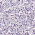 FAM50B Antibody in Immunohistochemistry (Paraffin) (IHC (P))