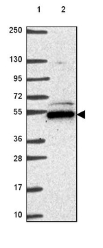 POLR3D Antibody in Western Blot (WB)