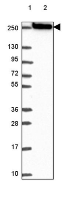 MYH14 Antibody in Western Blot (WB)