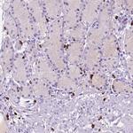 FOXB2 Antibody in Immunohistochemistry (Paraffin) (IHC (P))