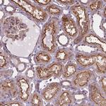 DMWD Antibody in Immunohistochemistry (Paraffin) (IHC (P))
