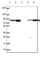 DMWD Antibody in Western Blot (WB)