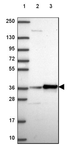 RPL6 Antibody in Western Blot (WB)