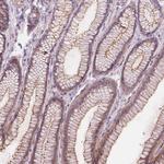 GLT8D4 Antibody in Immunohistochemistry (Paraffin) (IHC (P))