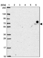 FASTKD3 Antibody in Western Blot (WB)