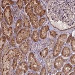 ZNF879 Antibody in Immunohistochemistry (Paraffin) (IHC (P))