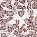 PLSCR3 Polyclonal Antibody