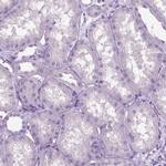 PHGR1 Antibody in Immunohistochemistry (Paraffin) (IHC (P))