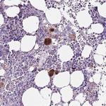 EBLN2 Polyclonal Antibody