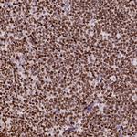 CBY3 Antibody in Immunohistochemistry (Paraffin) (IHC (P))