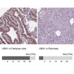 Ubinuclein 1 Antibody