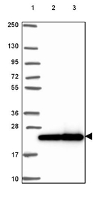 RPL29 Antibody in Western Blot (WB)