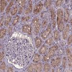SMIM1 Antibody in Immunohistochemistry (Paraffin) (IHC (P))