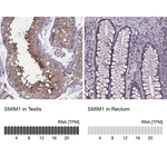 SMIM1 Antibody in Immunohistochemistry (Paraffin) (IHC (P))