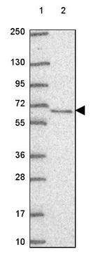 TOE1 Antibody in Western Blot (WB)