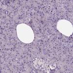 Neuroligin 2 Antibody in Immunohistochemistry (IHC)