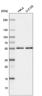 MTCO1 Antibody in Western Blot (WB)