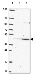 PEX12 Antibody in Western Blot (WB)