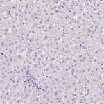 Motilin Antibody in Immunohistochemistry (Paraffin) (IHC (P))