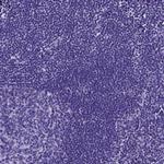 Motilin Polyclonal Antibody