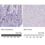 Motilin Antibody in Immunohistochemistry (IHC)