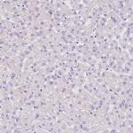 Motilin Antibody in Immunohistochemistry (IHC)