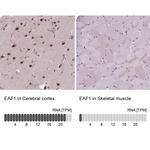 EAF1 Antibody in Immunohistochemistry (IHC)