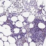 CD94 Polyclonal Antibody