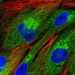 FAM114A1 Polyclonal Antibody