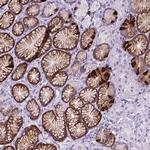 C17orf107 Antibody in Immunohistochemistry (Paraffin) (IHC (P))