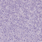 ASPG Antibody in Immunohistochemistry (Paraffin) (IHC (P))