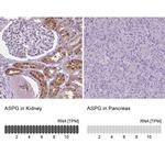 ASPG Antibody