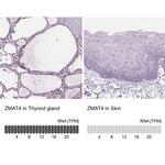 ZMAT4 Antibody