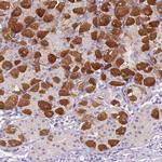 PEX11G Polyclonal Antibody