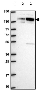 SPECC1L Antibody in Western Blot (WB)