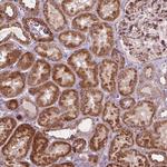 MORN1 Antibody in Immunohistochemistry (Paraffin) (IHC (P))
