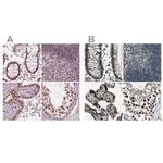 ELF2 Antibody in Immunohistochemistry (IHC)