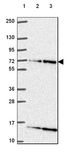 ELF2 Antibody in Western Blot (WB)