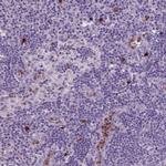 NTNG2 Antibody in Immunohistochemistry (Paraffin) (IHC (P))
