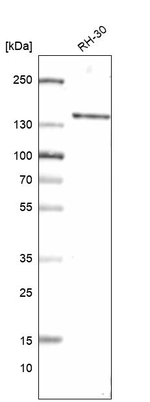SMC2 Antibody in Western Blot (WB)