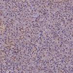 HSPBP1 Antibody in Immunohistochemistry (IHC)