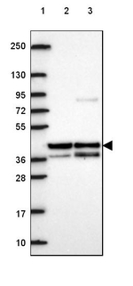HSPBP1 Antibody in Western Blot (WB)